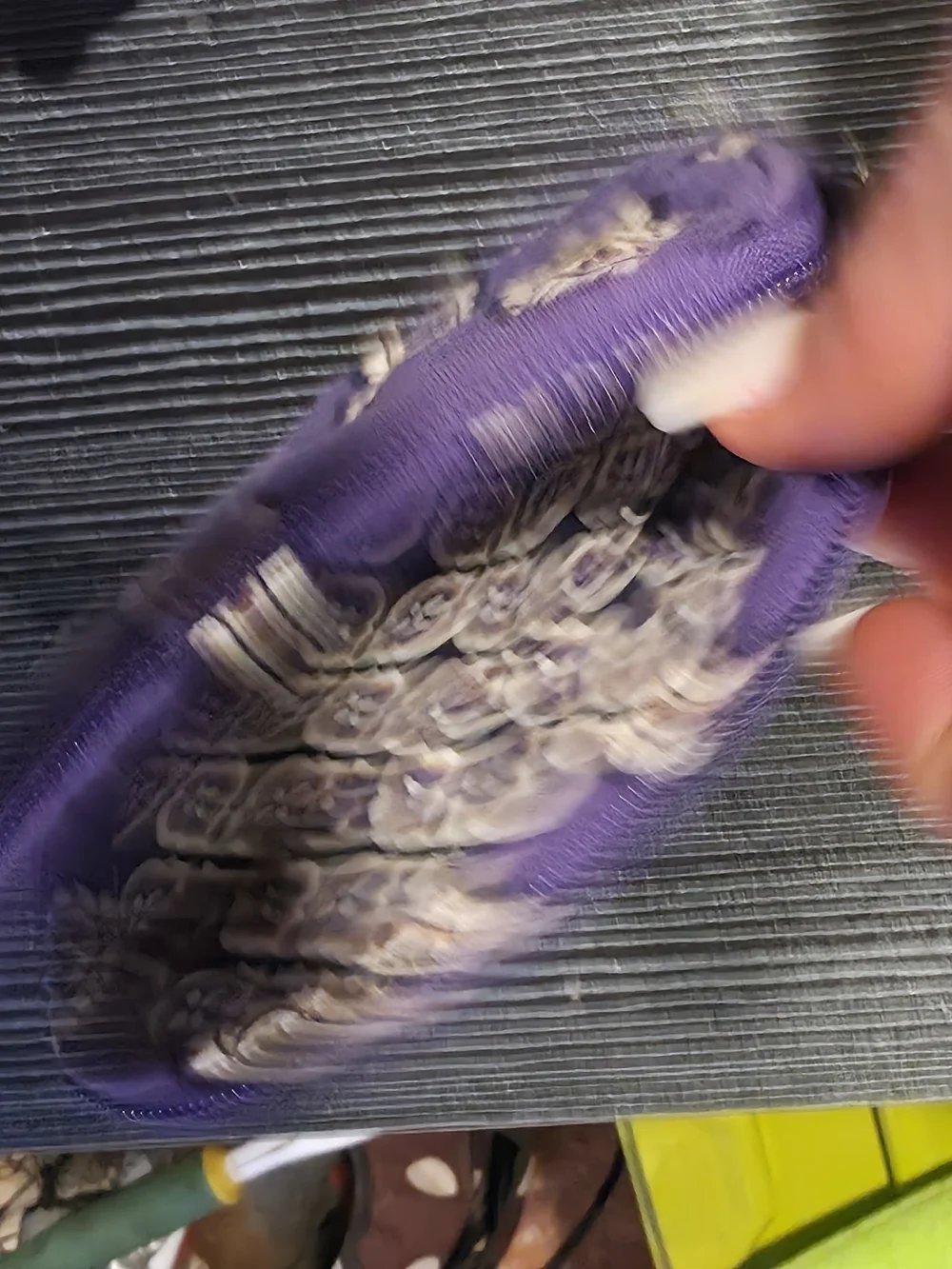 Vera Bradley Purple Paisley Quilted Wristlet